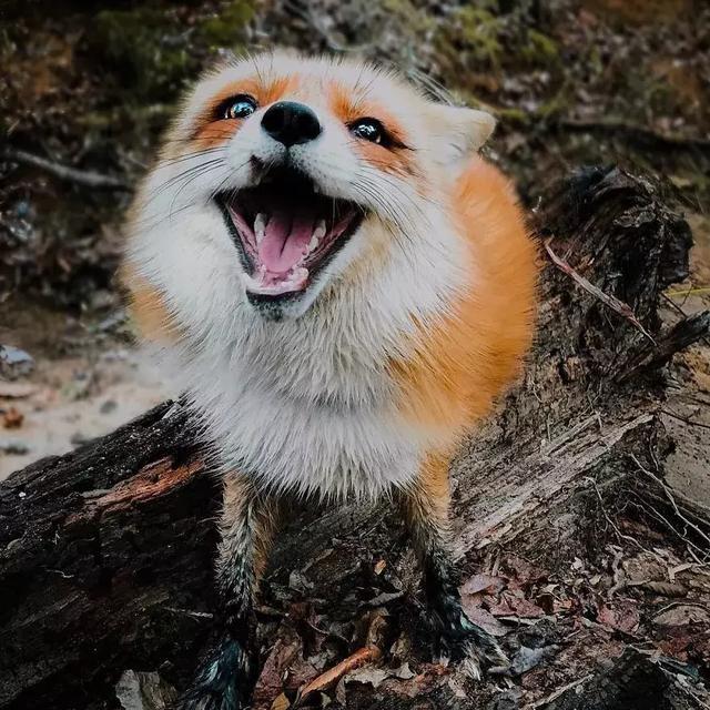 是隻狐狸's avatar