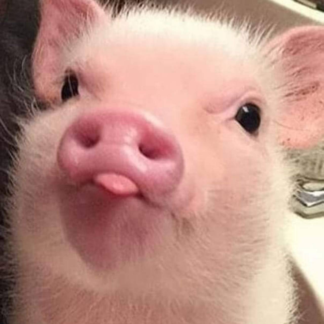 Paarungsbereit's avatar