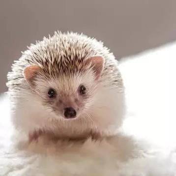 Szymuś's avatar