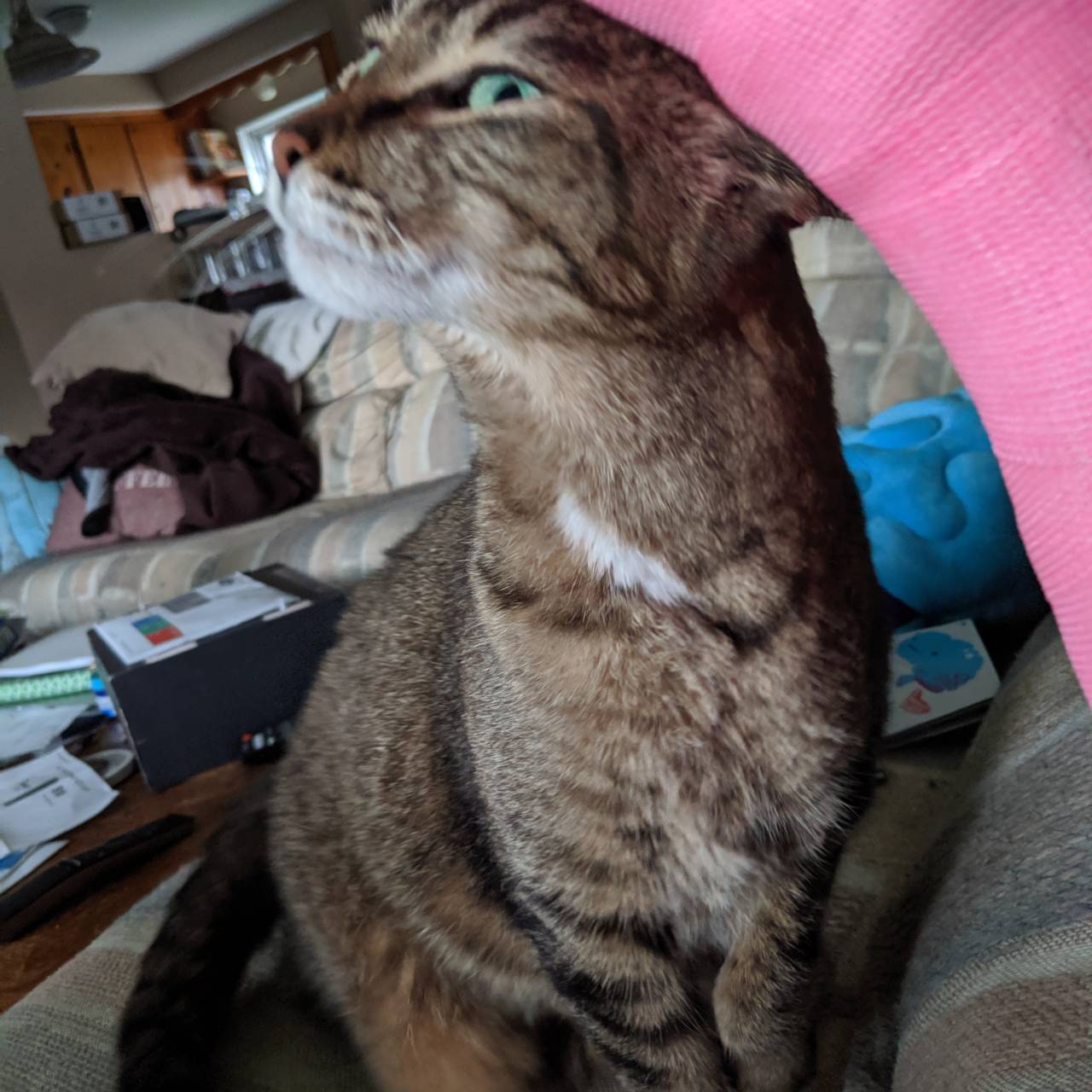 Coffee Kitty's avatar