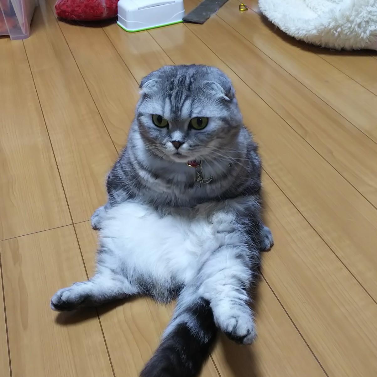 ねこひめ's avatar