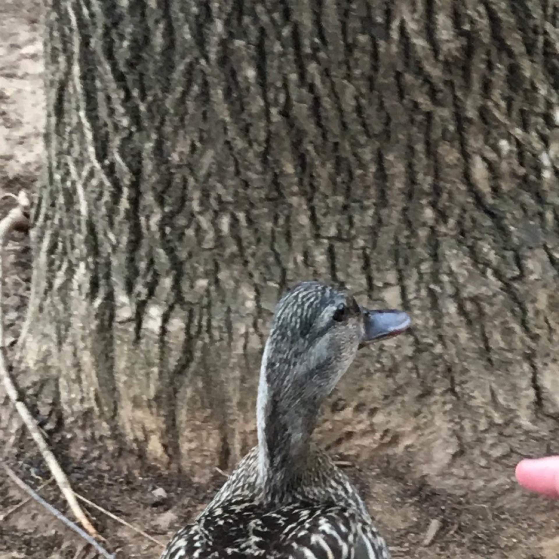 Hefweinzen's avatar
